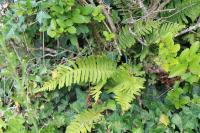Polypodium vulgare
