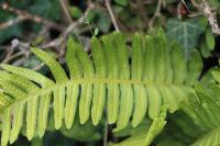 Polypodium vulgare