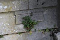 Asplenium ruta-muraria