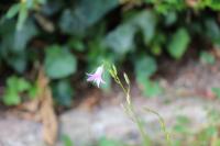 Campanula rapunculus
