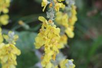 Verbascum thapsus