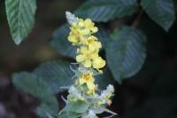 Verbascum thapsus