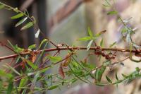 Epilobium