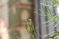 Epilobium