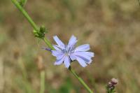 Cichorium intybus