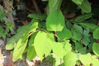 Reynoutria japonica