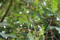 Parthenocissus inserta