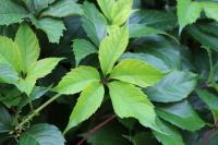 Parthenocissus inserta