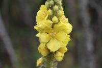 Verbascum densiflorum