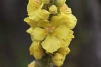 Verbascum densiflorum