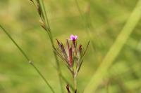 Dianthus armeria