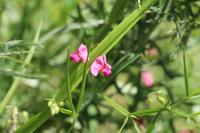 Lathyrus sylvestris