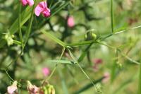 Lathyrus sylvestris