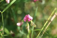 Lathyrus sylvestris