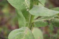 Verbascum densiflorum