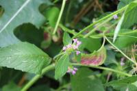 Galeopsis tetrahit