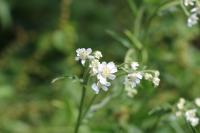 Achillea ptarmica