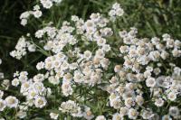 Achillea ptarmica