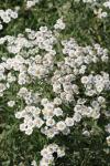 Achillea ptarmica