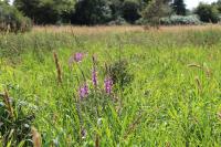 Lythrum salicaria