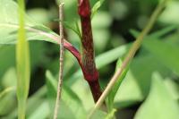 Persicaria maculosa