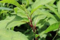 Persicaria maculosa