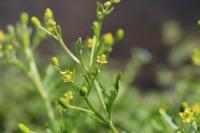 Ranunculus sceleratus