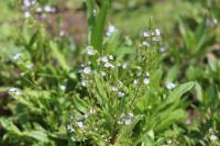 Veronica officinalis