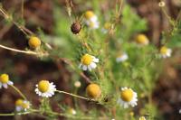 Tripleurospermum inodorum