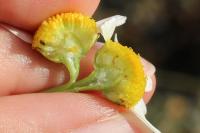Tripleurospermum inodorum