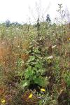 Arctium lappa