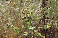 Arctium lappa