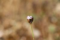 Petrorhagia prolifera
