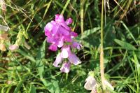 Lathyrus latifolius