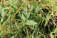 Lathyrus latifolius