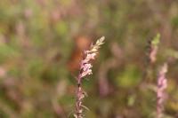 Odontites vernus
