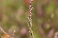 Odontites vernus