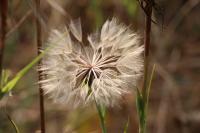 Tragopogon pratensis
