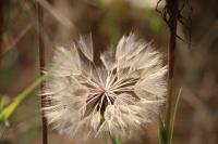 Tragopogon pratensis