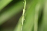 Brachypodium sylvaticum