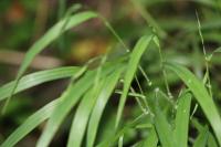 Brachypodium sylvaticum