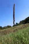 Phalaris arundinacea