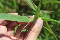 Phalaris arundinacea