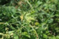 Lolium perenne