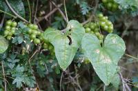 Dioscorea communis