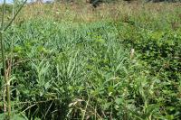 Phalaris arundinacea