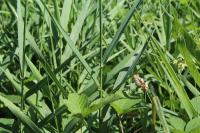 Phalaris arundinacea