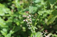 Circaea lutetiana