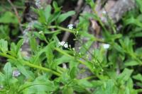Myosotis scorpioides