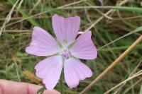 Malva moschata